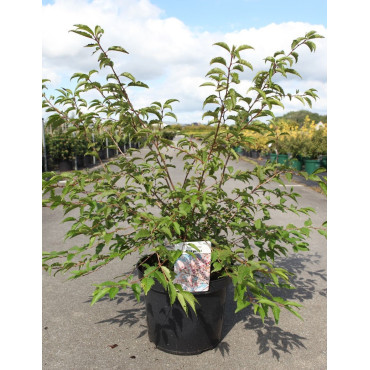 PRUNUS incisa MIKINORI En pot de 10-12 litres