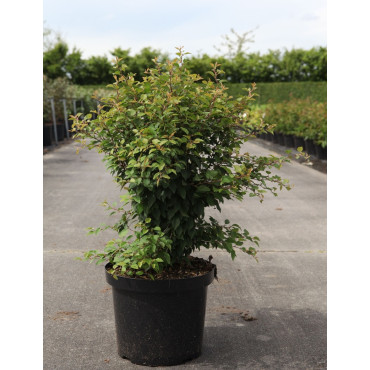 PRUNUS incisa KOJO NO MAI En pot de 10-12 litres