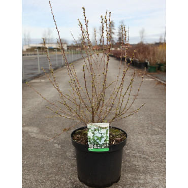 PRUNUS glandulosa ALBA PLENA En pot de 10-12 litres