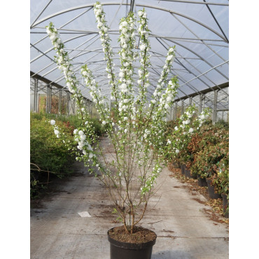 PRUNUS glandulosa ALBA PLENA En pot de 10-12 litres