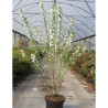 PRUNUS glandulosa ALBA PLENA En pot de 10-12 litres