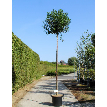 PRUNUS fruticosa GLOBOSA En pot de 30-35 litres forme tige hauteur du tronc 180-200 cm