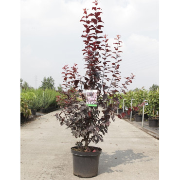 PRUNUS cerasifera ATROPURPUREA En pot de 10-12 litres