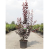 PRUNUS cerasifera ATROPURPUREA En pot de 10-12 litres