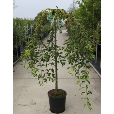 PRUNUS incisa FRILLY FROCK En pot de 15-20 litres forme tige hauteur du tronc 110-130 cm