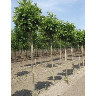 PLATANUS hispanica ALPHEN'S GLOBE