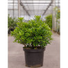 PITTOSPORUM tobira NANA En pot de 10-12 litres