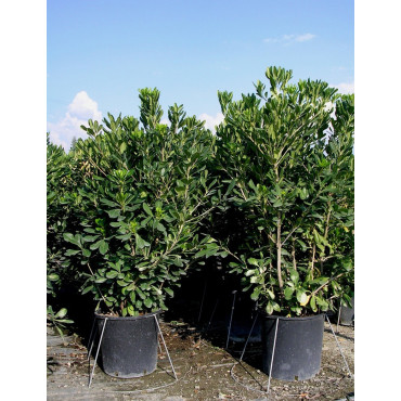 PITTOSPORUM tobira En pot de 35-50 litres