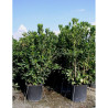 PITTOSPORUM tobira En pot de 35-50 litres