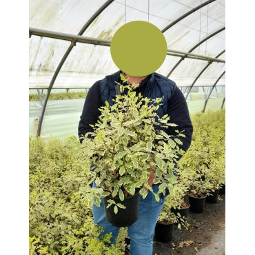 PITTOSPORUM tenuifolium ELIZABETH En pot de 4-5 litres