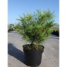 PINUS strobus RADIATA En pot de 4-5 litres