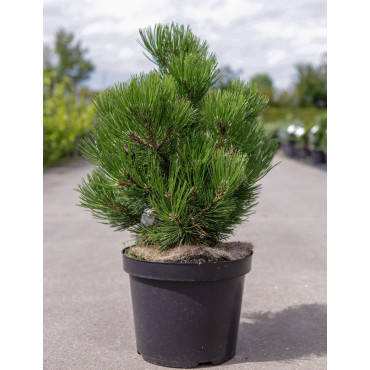 PINUS leucodermis COMPACT GEM En pot de 7-10 litres