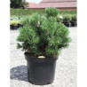 PINUS mugo MOPS En pot de 7-10 litres