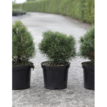 PINUS mugo MOPS En pot de 4-5 litres