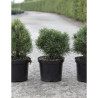 PINUS mugo MOPS En pot de 4-5 litres