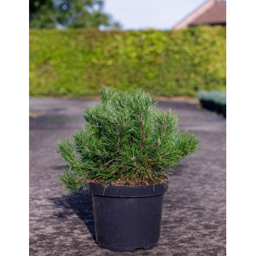 PINUS mugo var.pumilio En pot de 7-10 litres