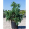 PINUS griffithii En pot de 15-20 litres