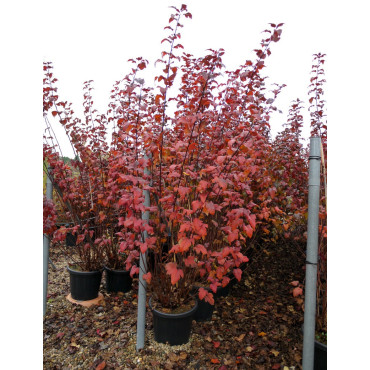 PHYSOCARPUS opulifolius DIABOLO En pot de 25-30 litres