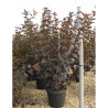 PHYSOCARPUS opulifolius DIABOLO En pot de 25-30 litres