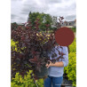 PHYSOCARPUS opulifolius ALL BLACK En pot de 10-12 litres