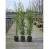 PHYLLOSTACHYS NIGRA En pot de 10-12 litres