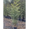 PHYLLOSTACHYS NIGRA En pot de 15-20 litres