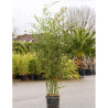 PHYLLOSTACHYS BISSETII En pot de 15-20 litres