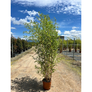 PHYLLOSTACHYS aureosulcata AUREOCAULIS En pot de 15-20 litres