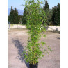 PHYLLOSTACHYS AUREA En pot de 15-20 litres