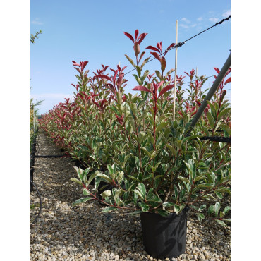 PHOTINIA fraseri PINK MARBLE En pot de 25-30 litres