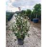 PHOTINIA fraseri PINK MARBLE En pot de 15-20 litres