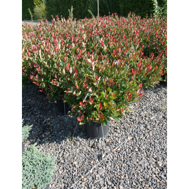 PHOTINIA fraseri LITTLE RED ROBIN En pot de 15-20 litres