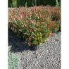 PHOTINIA fraseri LITTLE RED ROBIN En pot de 15-20 litres