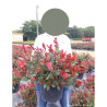 PHOTINIA fraseri LITTLE RED ROBIN En pot de 10-12 litres