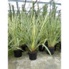 PHORMIUM tenax VARIEGATA