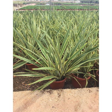 PHORMIUM tenax VARIEGATA