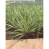 PHORMIUM tenax VARIEGATA