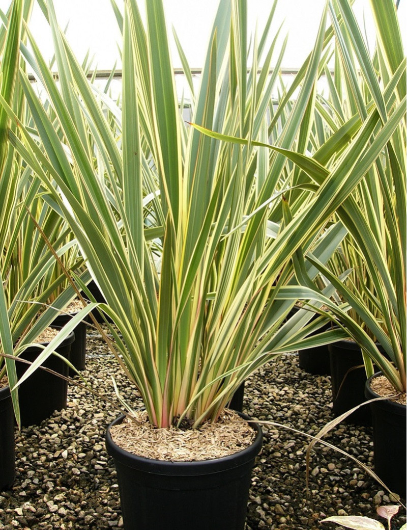 PHORMIUM tenax VARIEGATA