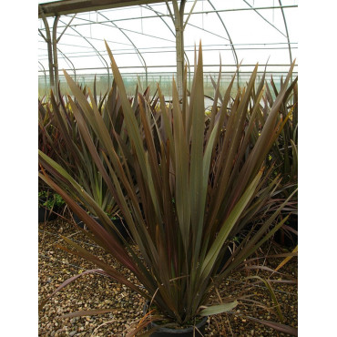 PHORMIUM tenax ATROPURPUREUM