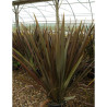 PHORMIUM tenax ATROPURPUREUM