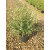 PHILLYREA angustifolia En pot de 7-10 litres