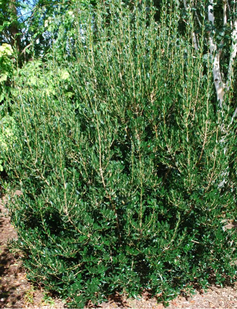 PHILLYREA angustifolia