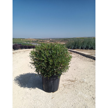 PHILLYREA angustifolia En pot de 35-50 litres