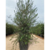 PHILLYREA angustifolia En pot de 70-90 litres