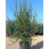 PHILLYREA angustifolia En pot de 50-70 litres