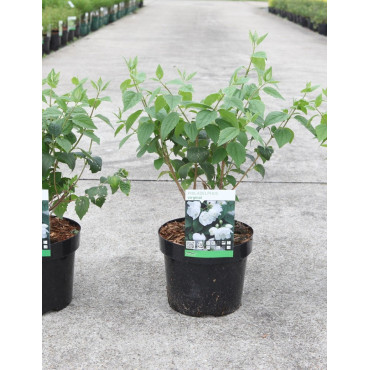 PHILADELPHUS virginalis En pot de 3-4 litres