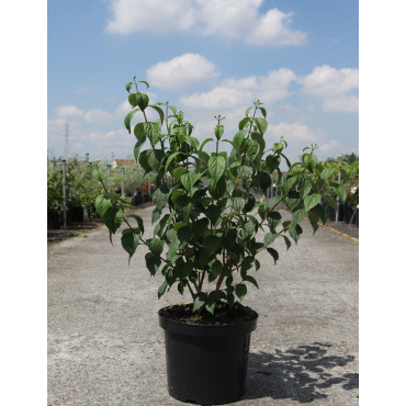 PHILADELPHUS virginalis En pot de 10-12 litres