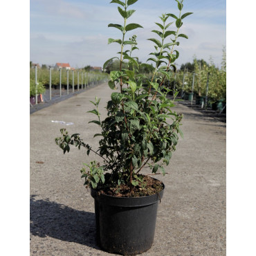 PHILADELPHUS SNOWBELLE En pot de 10-12 litres