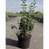 PHILADELPHUS SNOWBELLE En pot de 10-12 litres