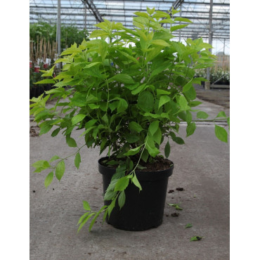 PHILADELPHUS coronarius AUREUS En pot de 10-12 litres